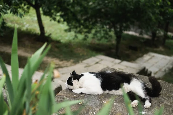 Negro y blanco esmoquin gato se encuentra en la calle entre plantas y árboles —  Fotos de Stock