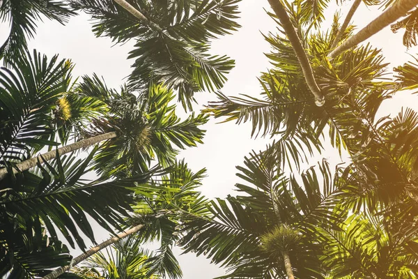 Trees and palm leaves with sunlight on sunny summer days. — Stock Photo, Image