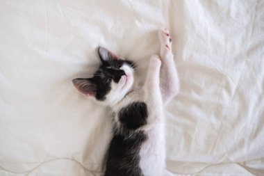 Beyaz bir battaniyenin üzerinde yatan sevimli siyah beyaz kedi yavrusu.