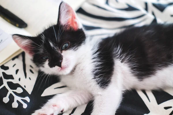 Cute black and white kitten lies on a cozy blanket. — Stock Photo, Image