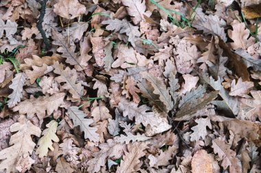 Doğal bir kuru kahverengi sonbahar meşe yaprağı deseni..