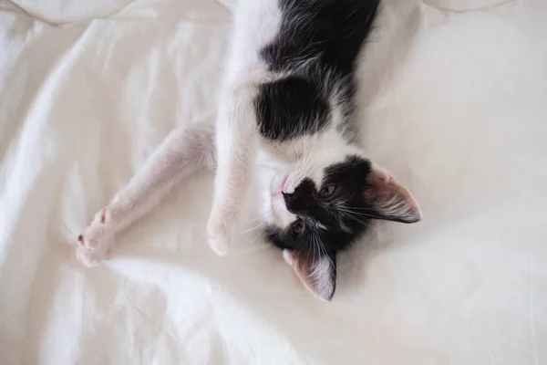 Cute black and white kitten lies on a white cozy blanket — Stock Photo, Image