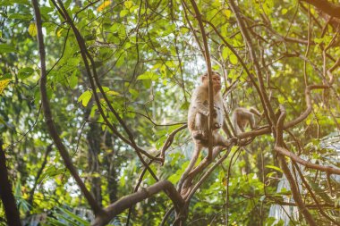 Ormandaki tropiklerde bir leylakta oturan küçük maymun.