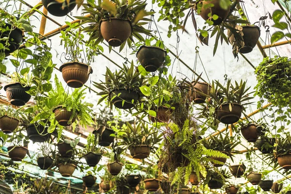 Flower pots hanging from the ceiling in a glass-roofed greenhouse. — Stock Photo, Image