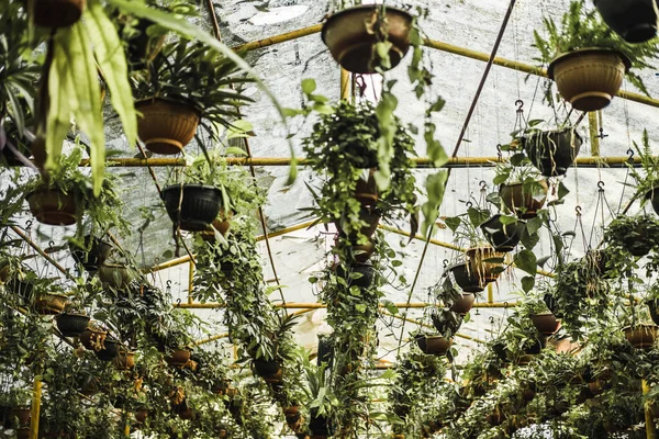Virágcserepek lógnak a mennyezetről egy üvegtetős üvegházban. — Stock Fotó