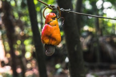 Cevizli elma meyvesi tropiklerdeki ağaçta olgunlaşır..