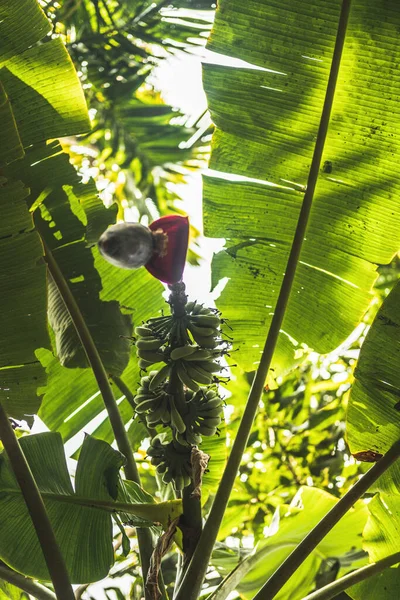 Banaan palm bloem met een bos van onrijpe bananen, bloemen — Stockfoto