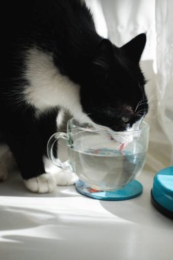 Black and white tuxedo cat drinks water from cup at home.