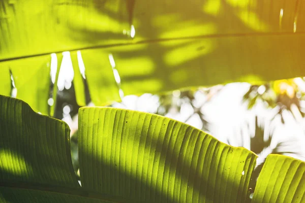 Träd och palmblad med solljus på soliga sommardagar. — Stockfoto
