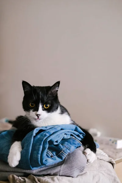 Engraçado preto e branco smoking gato olhando para a câmera de uma pilha de roupas com a língua. — Fotografia de Stock