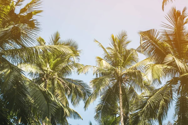 Güneşli yaz günlerinde ağaçlar ve palmiye yaprakları.