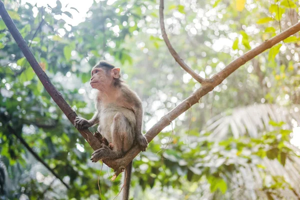 Pequeño mono sentado en una liana en los trópicos en la selva. Imagen De Stock