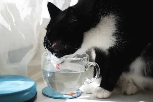 Black and white tuxedo cat drinks water from cup at home. Photos De Stock Libres De Droits