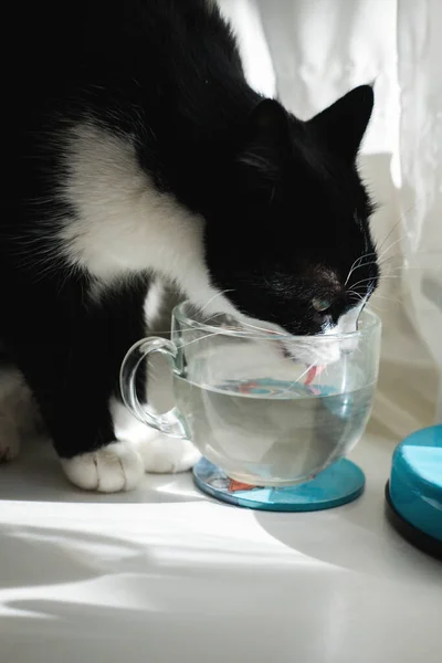 Black and white tuxedo cat drinks water from cup at home. Fotos de stock