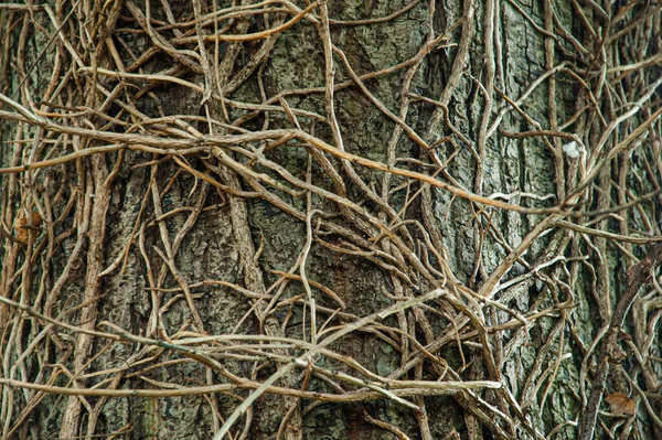 Träd Grenar Utomhus Natur Dekorativ Bakgrund — Stockfoto