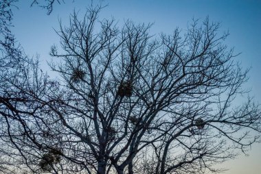 Gökyüzüne karşı koyu çıplak bir ağaç.