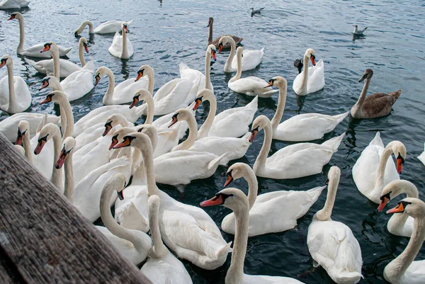 Muitos Cisnes Navegaram Lago — Fotografia de Stock