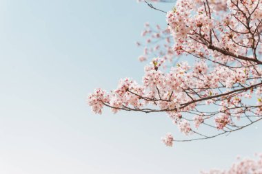 Japonya 'da bahar mevsiminde mavi gökyüzü olan pembe kiraz çiçekleri veya sakura çiçekleri