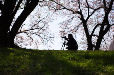 Kyoto, Japonya-3 Nisan 2018: Insanlar Yawatashi 'de güzel çiçeklenme kiraz çiçeği görmekten zevk.