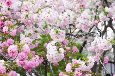 Güzel kiraz çiçeği, pembe sakura çiçekler