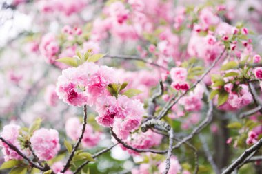 Güzel kiraz çiçeği, pembe sakura çiçekler