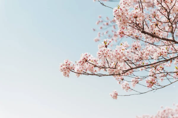 Pink Cherry Blossom Sakura Flowers Blue Sky Spring Season Japan — стоковое фото