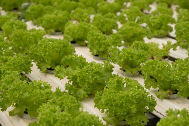 Ekmeğiiçine marul salata bitki, hydroponic sebze yaprakları
