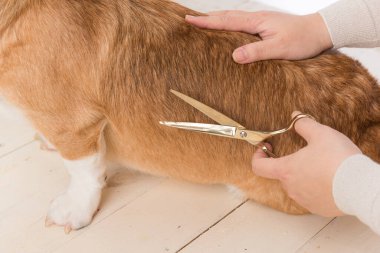Pet groomer with scissors makes grooming dog