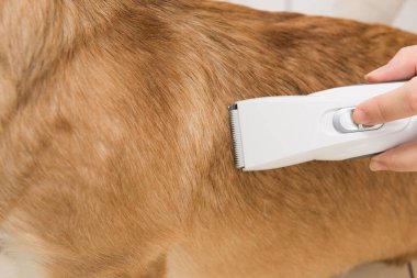 Galli Corgi Pembroke tıraş makinesiyle saç tıraşı oluyor.