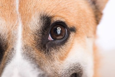 closeup portrait of welsh corgi dog, focus on the eye corgi