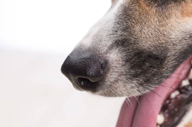 Close-up of a small dog, mouth open, tongue out