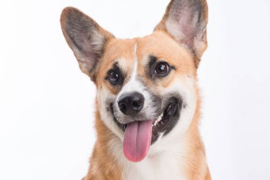 Portre Studio beyaz arka plan önünde bir Galce corgi Pembroke köpek