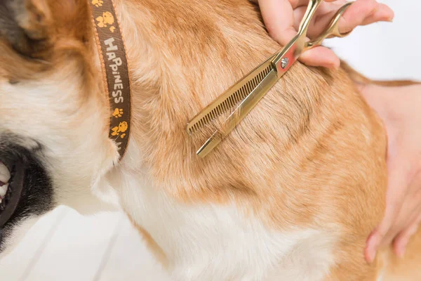 Grooming a dog purebred maltese with scissors