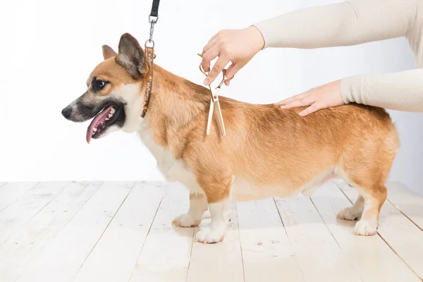 Peluquero Femenino Usa Tijeras Para Cortar Pelo Del Perro Mesa — Foto de Stock