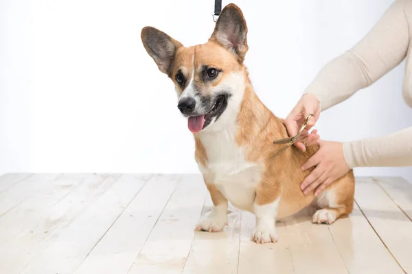 Pet Groomer Scissors Makes Grooming Dog — Foto de Stock