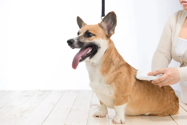 Grooming the hair of dog breed welsh corgi pembroke. The groomer uses a trimmer for grooming dog