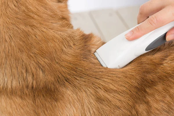 Grooming the hair of dog breed welsh corgi pembroke. The groomer uses a trimmer for grooming dog