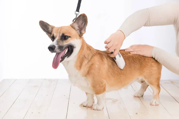 Welsh Corgi Pembroke Stands Still While Its Hair Being Cut — Foto Stock