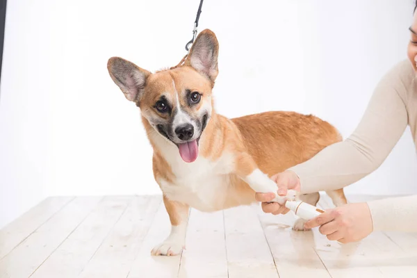 Welsh Corgi Pembroke Canine Hairdresser Cutting His Nails — Stok fotoğraf