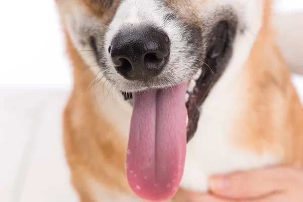 Close Dog Teeth Mouth White Background — Photo