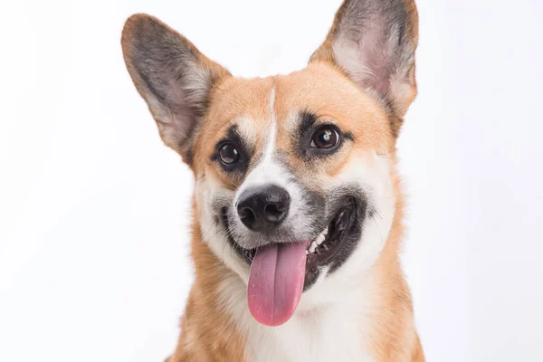 Porträt Eines Walisischen Corgi Pembroke Hundes Studio Vor Weißem Hintergrund — Stockfoto