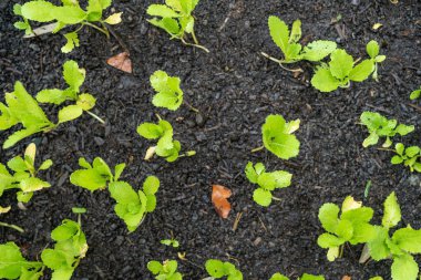 Genç bitkiler büyüyor, yeşil yapraklar, tarım.