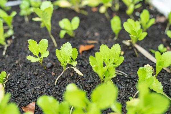 Seedling of oregano plants, fresh organic herbs growing up, origanum vulgare