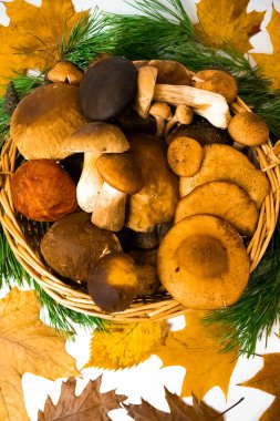 Ormandaki yenilebilir porcino, bal mantarları, çam dallarıyla çevrili imleria badia mantarları ve kopyalama alanı olan beyaz arka planda sarı sonbahar yapraklarıyla dolu bir hasır sepet. Düz yatıyordu.
