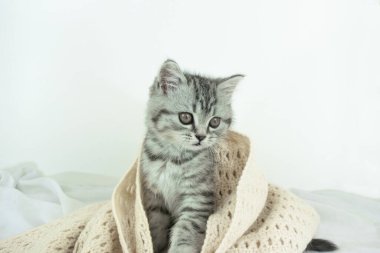 Beyaz ipek kumaşın üzerinde duran şirin İskoç Heteroseksüel kedi yavrusu. Fotokopi alanı olan beyaz arka plan. Tekir renkli kürklü yavru kedi portresi, örülmüş atkı..