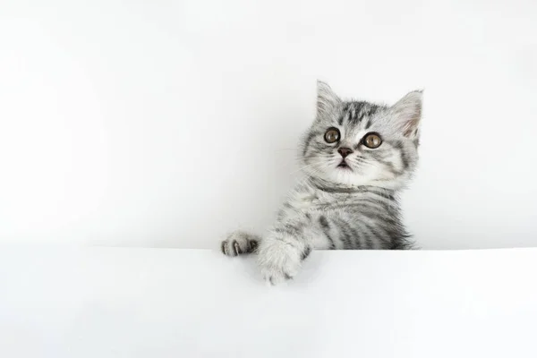 Twarz Małego Szkockiego Kotka Prosto Wydziera Się Ciekawie Zza Białego — Zdjęcie stockowe