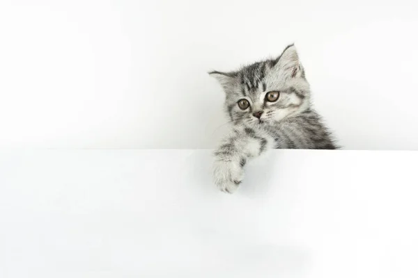 Face Paw Little Scottish Straight Kitten Peeks Out Playfully White — Stock Photo, Image