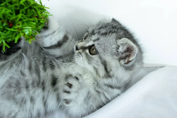 Little Cute Gray Scottish Straight Kitten Fur Colored Black Marble — Stock Photo, Image