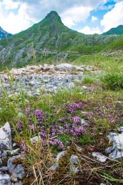 Kekik çiçekleri ve yeşil çimenler, UNESCO Dünya Mirası alanı olan Durmitor ulusal parkının dağ zirvelerinin arka planına yakın planda. Güzel bir yaz bulutlu manzarası. Karadağ.