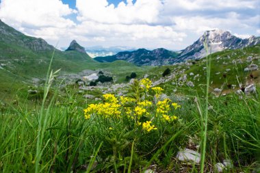 Sarı çiçekler ve yeşil çimenler, UNESCO Dünya Mirası alanı olan Durmitor ulusal parkının dağ zirvelerinin arka planına yakın plan çekimleri. Güzel bir yaz bulutlu manzarası. Karadağ.